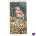 Players Birds & Their Young Card No. 24 Linnet