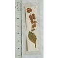 Vintage bookmark - dried leaves