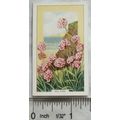 1939 Gallaher's Wild flowers No. 37 Thrift