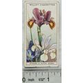 1933 Wills Garden Flowers No. 41 Spanish & Dutc...