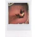 Siamese Cat Kitten Award Analogue Camera Film P...