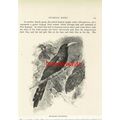 Red Beaked Wood Hoopoe, Book Illustration (Prin...