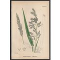 RIBBON-GRASS 1872 John Edward Sowerby PLANT PRINT