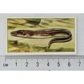 1935 Players Sea Fishes No. 14 Conger Eel