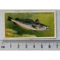 1935 Players Sea Fishes No. 16 Hake