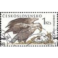 CZECHOSLOVAKIA, BIRD, White-tailed eagle, white...