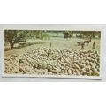 Lyons Tea card Australia No. 35 Shearing Time