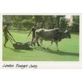 London Budget Cuts Cow Park Lawnmower Political...