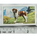 1938 Gallaher Dogs 2nd Series No. 32 St. Bernard