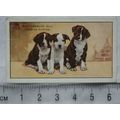 1936 Gallaher Dogs 1st Series No. 46 The Staffo...