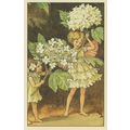 Guelder Rose Fairy From WW2 Fairies Book Stunni...
