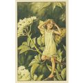 Elder Flower Fairy From WW2 Book Stunning Postcard
