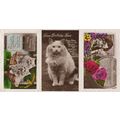 Grey Kittens & Cats 3x Birthday Greetings RPC O...