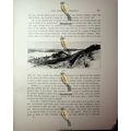 Sebenico, Croatia, Book Illustration (Print), 1890