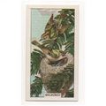 British Birds & their nests Sunlight soap tradi...