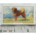 1938 Gallaher Dogs 2nd Series No. 14 Tibetan Ma...
