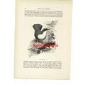 Water Ousel, Bird Book Illustration (Print), c1916
