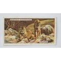 1924 Players Natural History card No. 39 Pumas
