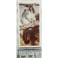 Lyons Tea card Australia No. 21 Brush tail Possum