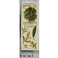 1938 Typhoo Trees of the Countryside 24 Crack W...