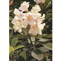 Rhododendron Wilhelm Schacht Posted in 1978 Pos...
