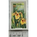 1939 Gallaher's Wild flowers No. 46 Yellow Iris