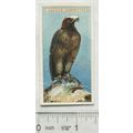 1939 Ogdens British Birds cut-out No. 9 Golden ...