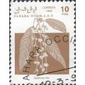 WESTERN SAHARA, FLOWER, Quercus Ilex, brown 199...