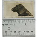 1925 Pattreiouex Real Photos No. 385 Labrador R...