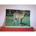 A YOUNG DEER/FAWN unused postcard by John Hinde =