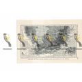 South Africa (Cape of Good Hope), Map, Book Ill...