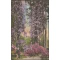 Wisteria, Summerville, South Carolina, c.1910s ...