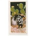 1976 Brooke Bond Tea card Wonders of Wildlife N...