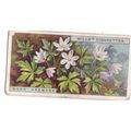 Wills Wild Flowers Card No. 01 Wood Anemone