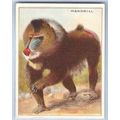 Tobacco Card ~ Company: American Tobacco Compan...