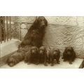Animals DOG & 5 PUPPIES Postcard