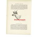 Young Red Deer Stag Or 'Brocket', Animal Book I...