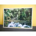 New Zealand's Native Bush Postcard