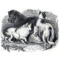 DOGS 1832 Ebenezer Landells - Charles Gray ANTI...