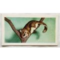 1960 Horniman's Tea card Pets No. 13 Flying Squ...