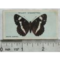 1927 Wills British Butterflies No. 2 White Admiral