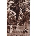 African Picking Dates Fruit Antique Real Photo ...