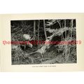 Bull Moose in the Woods, Canada, Book Illustrat...