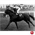 Horse Racing Photograph HABERDASHER Paul Cook