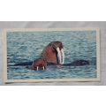 1988 Players Doncella The Living Ocean No. 28 W...