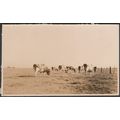 Cows in the Field, c.1920s - RP Postcard