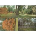 Westonbirt Arboretum 4x Beautiful Gloucester Po...