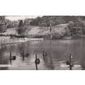 ED 120 CHARTWELL - BLACK SWANS . RP POSTCARD