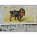 1937 Wills Dogs No. 35 King Charles Spaniel