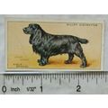 1937 Wills Dogs No. 34 Field Spaniel